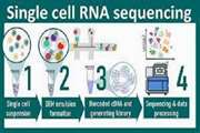 مطالعه single cell RNAseq ناهمگونی سلول های سرطان پروستات و ریزمحیط تومور را ردیابی می کند.